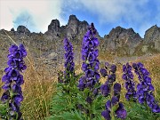 39 Aconitum napellus (Aconito napello) omaggio floreale  in verticale al Valletto 